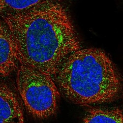 Syntaxin 16 Antibody, Novus Biologicals:Antibodies:Primary Antibodies